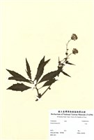 藏品(紅菜)的圖片